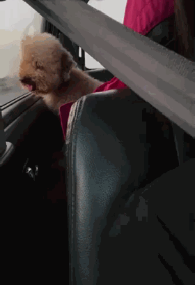 卷毛狗贴车窗发呆，一回头铲屎官差点吓尿：半脸独眼兽？-3.gif