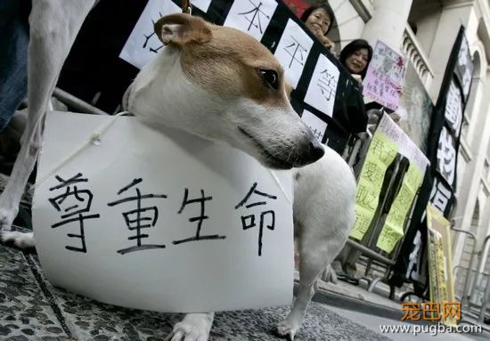 监禁10年，罚款200万，这里即将出炉的最严动保法了解下？-3.jpeg