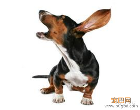 简介狗狗的几种繁殖方式-1.png