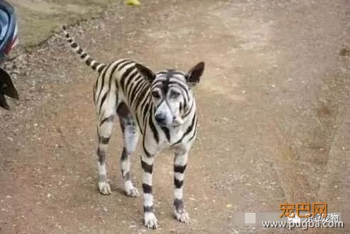 爱犬总是被欺负，主人干脆给它染了一身虎皮，这下村里热闹了！-1.jpeg
