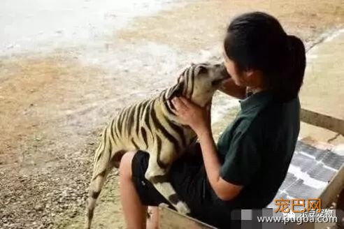 爱犬总是被欺负，主人干脆给它染了一身虎皮，这下村里热闹了！-2.jpeg