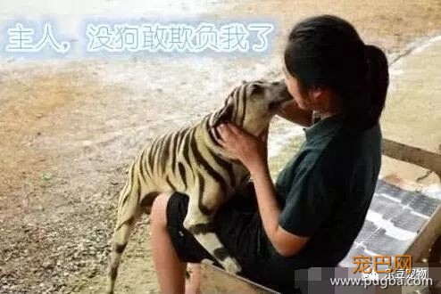 爱犬总是被欺负，主人干脆给它染了一身虎皮，这下村里热闹了！-3.jpeg
