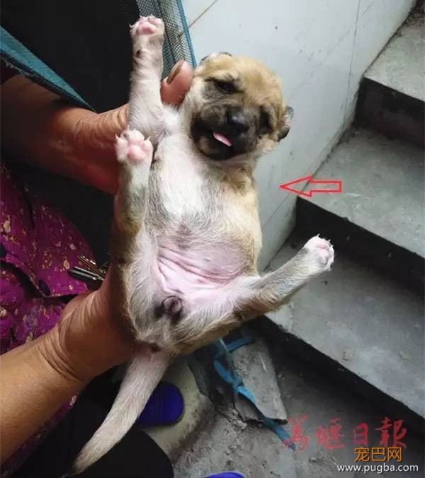 天生只有三条腿的狗狗你见过么？（内附视频）-1.jpeg