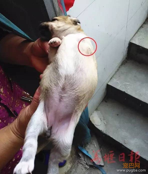 天生只有三条腿的狗狗你见过么？（内附视频）-4.jpeg