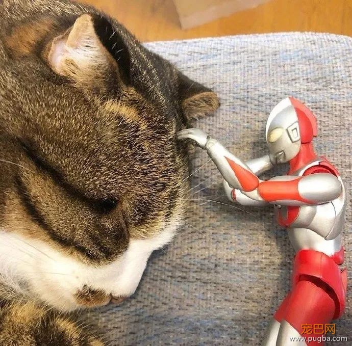打完怪兽之后，奥特曼和猫咪过上了幸福的生活...-2.jpeg