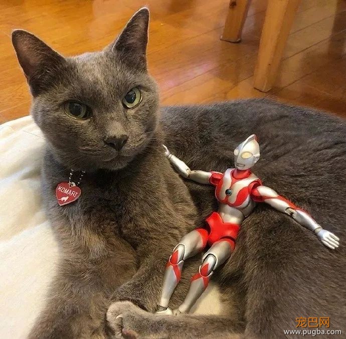 打完怪兽之后，奥特曼和猫咪过上了幸福的生活...-3.jpeg