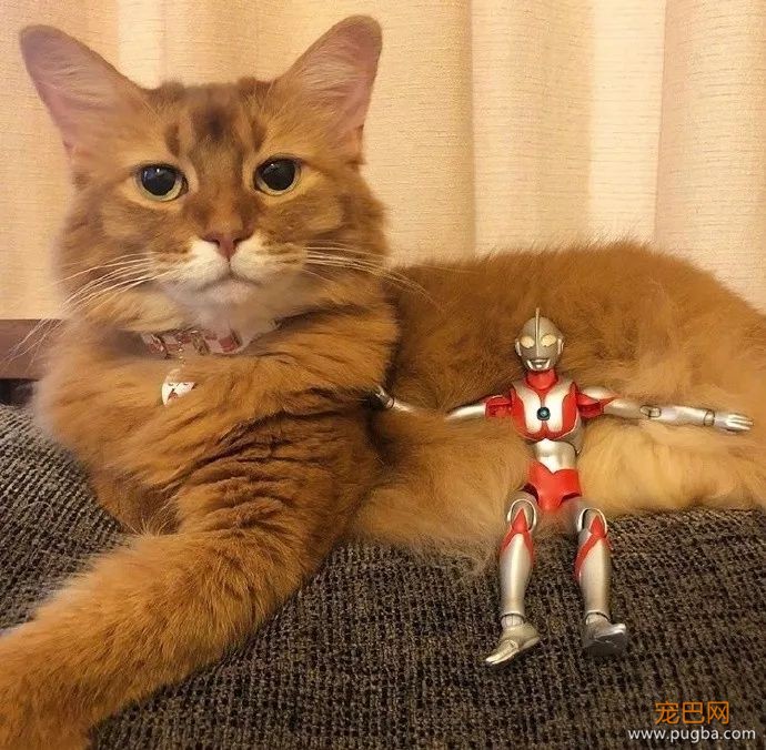 打完怪兽之后，奥特曼和猫咪过上了幸福的生活...-4.jpeg