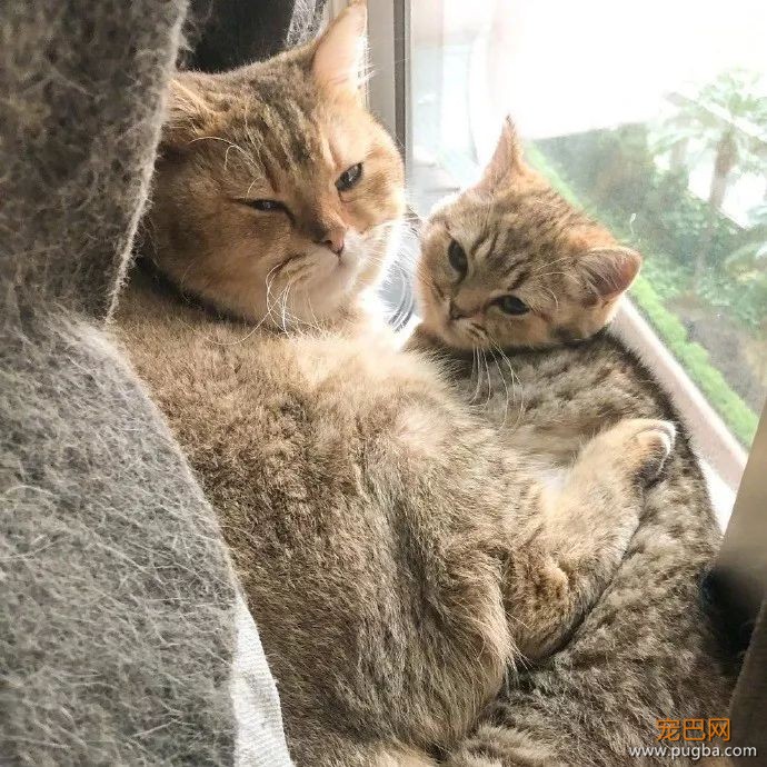 打完怪兽之后，奥特曼和猫咪过上了幸福的生活...-1.jpeg