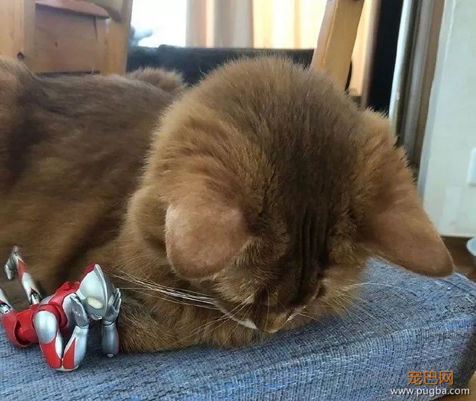 打完怪兽之后，奥特曼和猫咪过上了幸福的生活...-5.jpeg