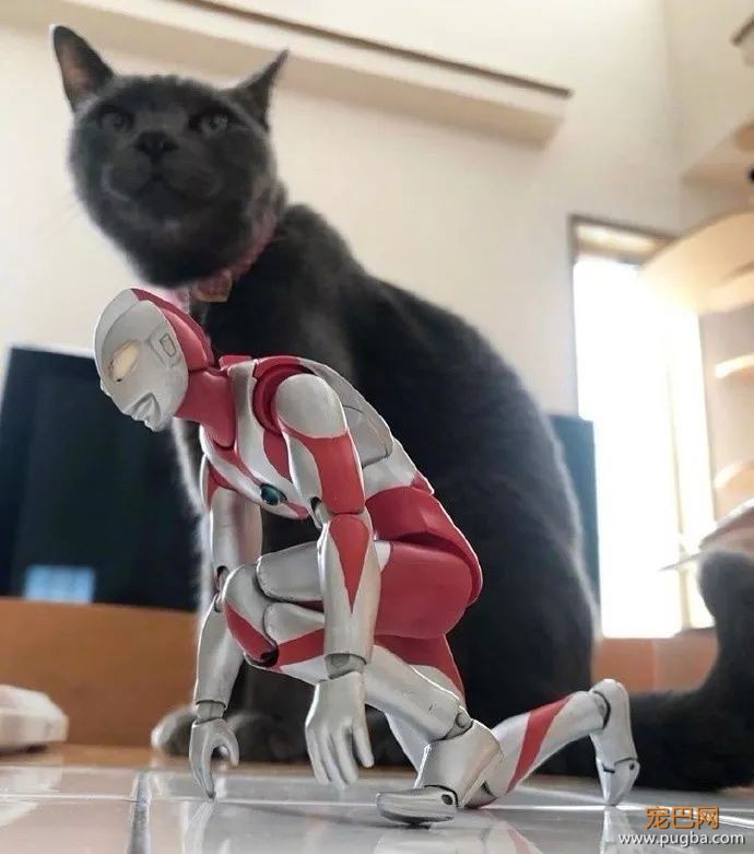 打完怪兽之后，奥特曼和猫咪过上了幸福的生活...-8.jpeg