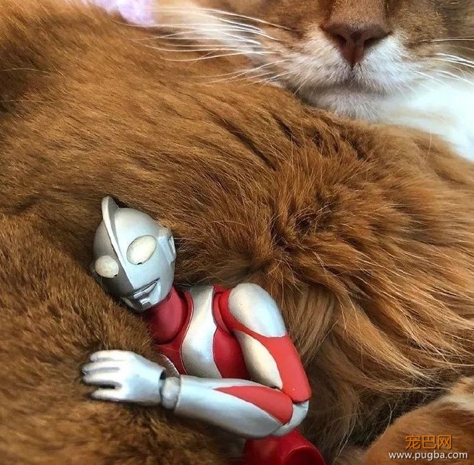 打完怪兽之后，奥特曼和猫咪过上了幸福的生活...-9.jpeg