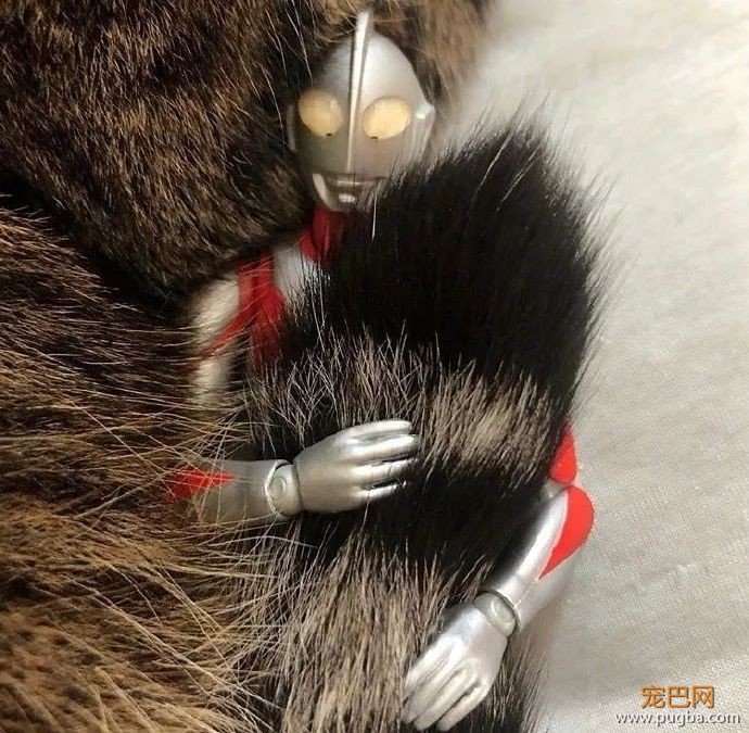 打完怪兽之后，奥特曼和猫咪过上了幸福的生活...-6.jpeg