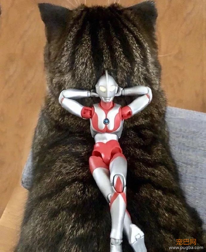 打完怪兽之后，奥特曼和猫咪过上了幸福的生活...-7.jpeg