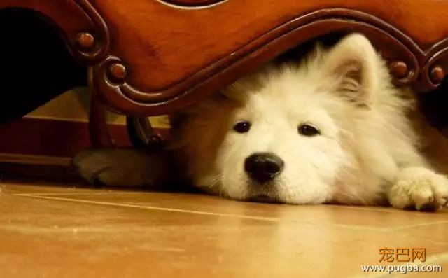 狗狗不听话教你怎么打-3.jpeg