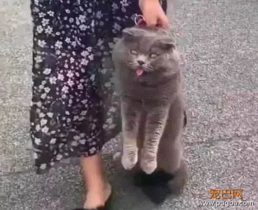 调皮的蓝猫从家里偷跑，被主人抓到后，气到表情失控-3.jpeg