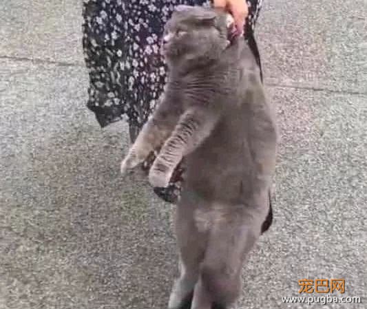 调皮的蓝猫从家里偷跑，被主人抓到后，气到表情失控-2.jpeg