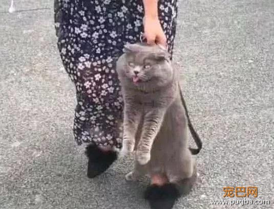 调皮的蓝猫从家里偷跑，被主人抓到后，气到表情失控-1.jpeg
