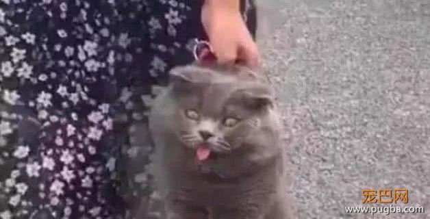 调皮的蓝猫从家里偷跑，被主人抓到后，气到表情失控-4.jpeg