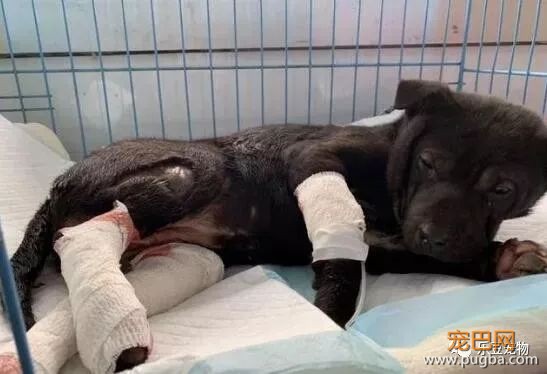 流浪狗被打致双腿血肉模糊，一名记者放下手中的相机走了过去！-1.jpeg