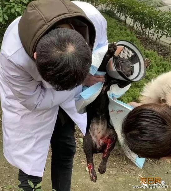 流浪狗被打致双腿血肉模糊，一名记者放下手中的相机走了过去！-7.jpeg