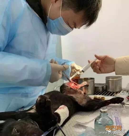 流浪狗被打致双腿血肉模糊，一名记者放下手中的相机走了过去！-10.jpeg