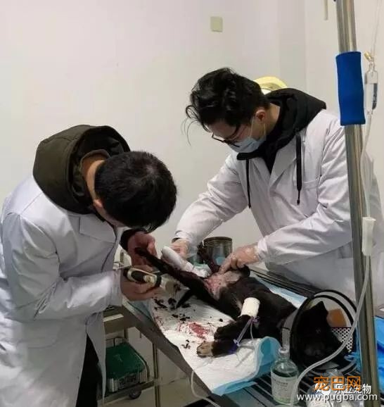 流浪狗被打致双腿血肉模糊，一名记者放下手中的相机走了过去！-9.jpeg