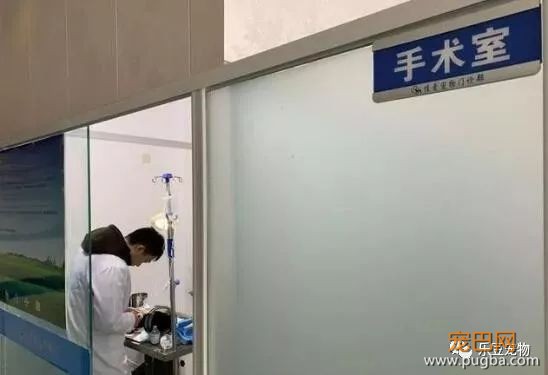 流浪狗被打致双腿血肉模糊，一名记者放下手中的相机走了过去！-8.jpeg