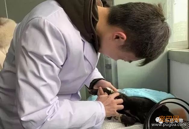 流浪狗被打致双腿血肉模糊，一名记者放下手中的相机走了过去！-12.jpeg