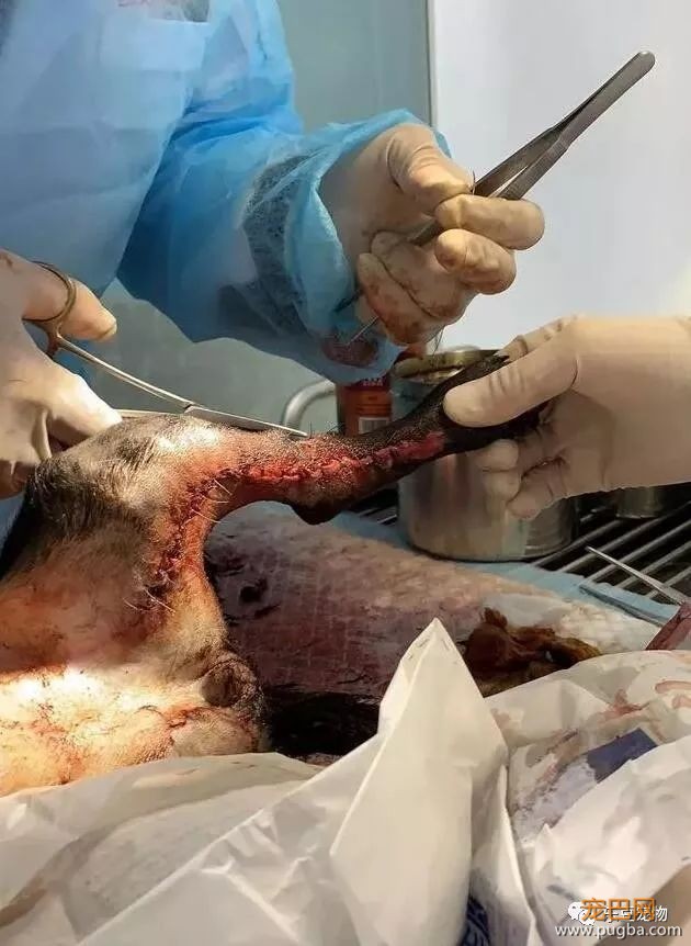 流浪狗被打致双腿血肉模糊，一名记者放下手中的相机走了过去！-11.jpeg