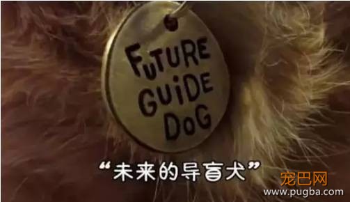 金毛入选导盲犬后抑郁了，被开除后当起了旅游博主...超嗨皮！-2.jpeg