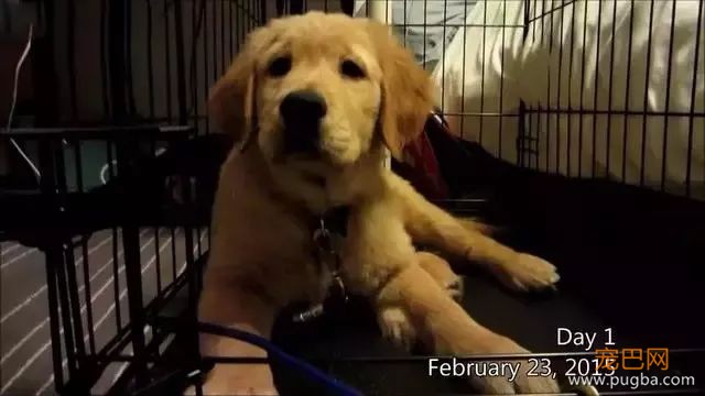 金毛入选导盲犬后抑郁了，被开除后当起了旅游博主...超嗨皮！-3.jpeg