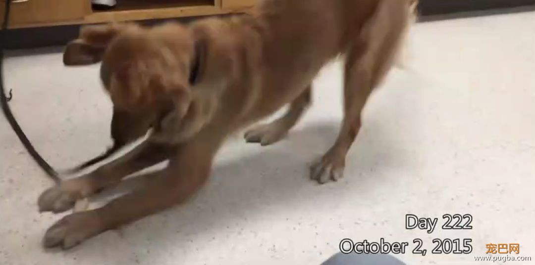 金毛入选导盲犬后抑郁了，被开除后当起了旅游博主...超嗨皮！-13.jpeg