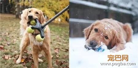 金毛入选导盲犬后抑郁了，被开除后当起了旅游博主...超嗨皮！-19.jpeg
