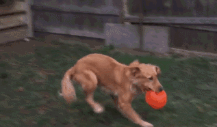 金毛入选导盲犬后抑郁了，被开除后当起了旅游博主...超嗨皮！-17.gif