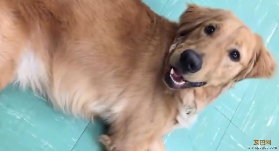金毛入选导盲犬后抑郁了，被开除后当起了旅游博主...超嗨皮！-18.jpeg