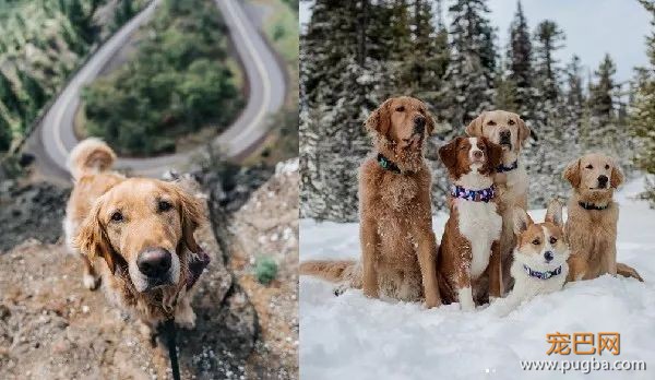 金毛入选导盲犬后抑郁了，被开除后当起了旅游博主...超嗨皮！-21.jpeg