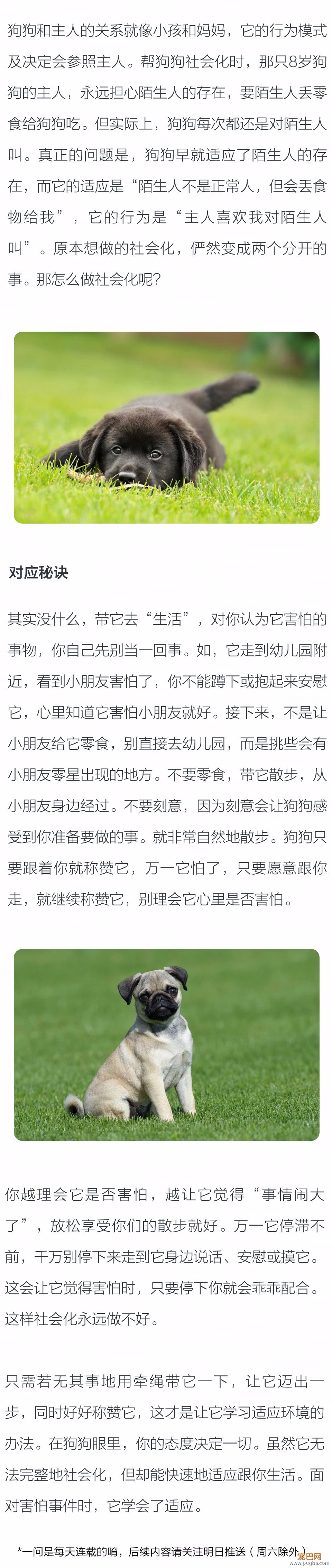 3岁的狗还来得及社会化吗？-2.jpeg