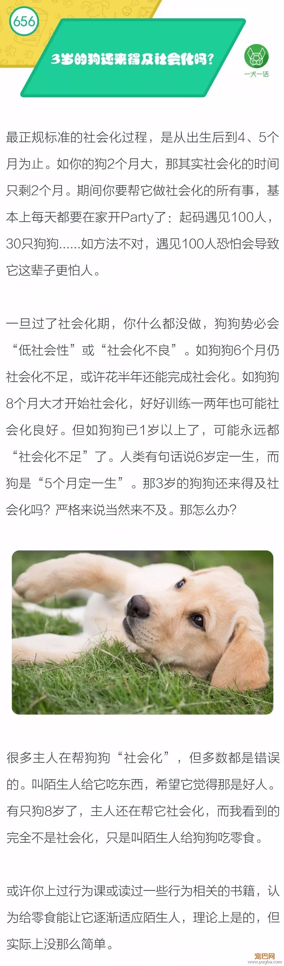 3岁的狗还来得及社会化吗？-1.jpeg