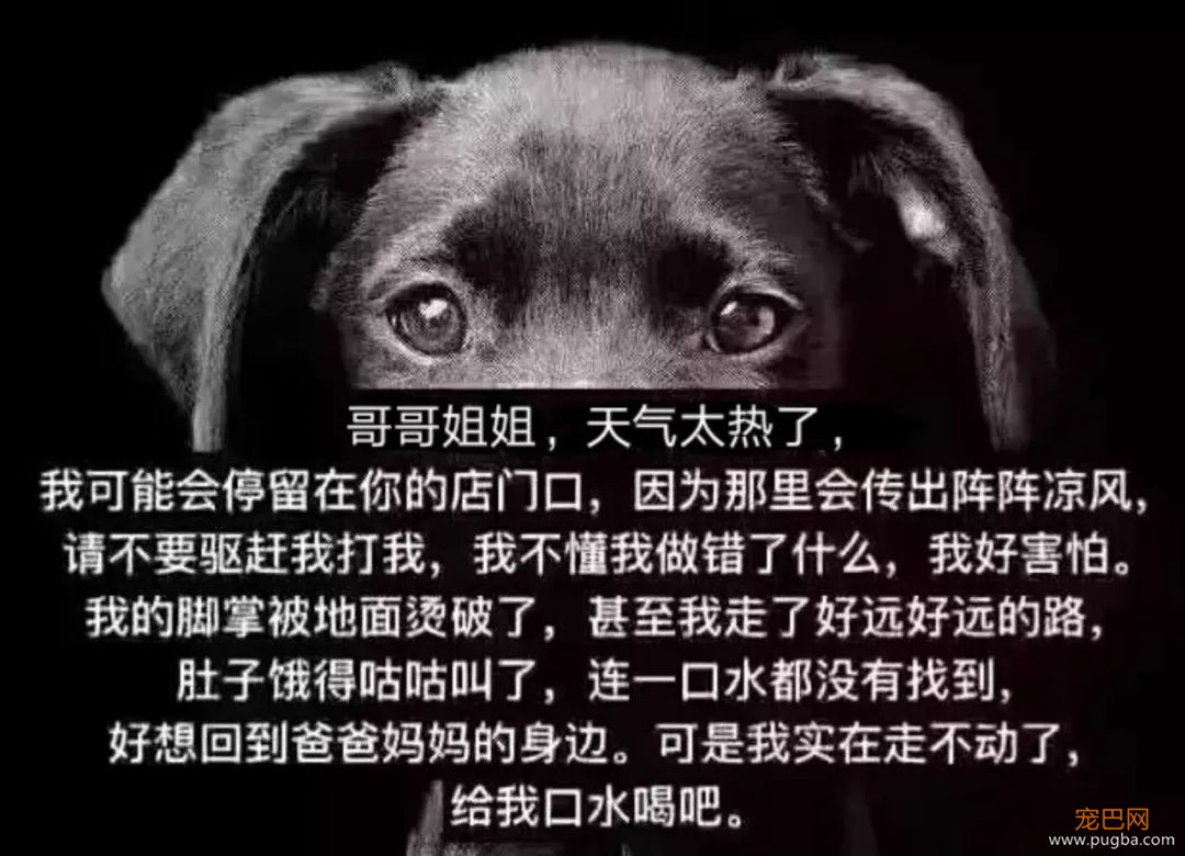 不是只有你会怕热，狗狗中暑了怎么办？-7.jpeg