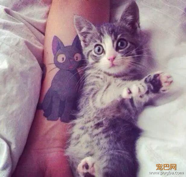 猫妈一口气生了4只小奶猫，铲屎官起来帮我看娃，我要过二人世界-1.jpeg