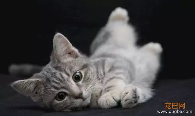猫妈一口气生了4只小奶猫，铲屎官起来帮我看娃，我要过二人世界-2.jpeg