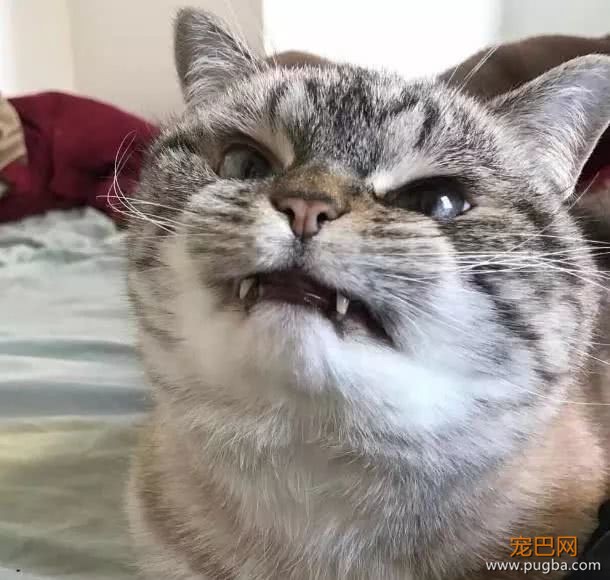 猫妈一口气生了4只小奶猫，铲屎官起来帮我看娃，我要过二人世界-3.jpeg