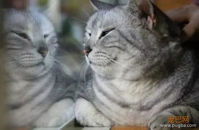 猫妈一口气生了4只小奶猫，铲屎官起来帮我看娃，我要过二人世界-4.jpeg