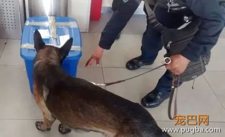 地铁中警犬发现一神秘箱子，警察打开后警犬连连后退……-1.jpeg