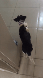 那只曾被砍了7刀可爱小花，现在还好吗？-5.gif