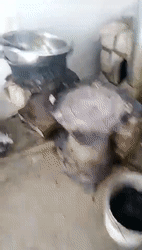 那只曾被砍了7刀可爱小花，现在还好吗？-13.gif