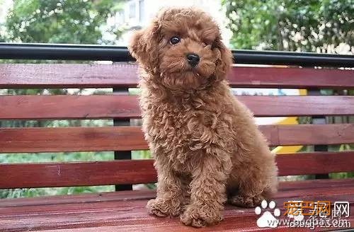 【养狗常识】泰迪犬怎么挑选-1.jpeg