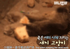 她不知妈妈死了，把捡到的肉喂给妈妈，自己胃里全是石头···-3.gif