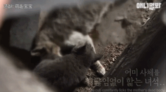 她不知妈妈死了，把捡到的肉喂给妈妈，自己胃里全是石头···-4.gif