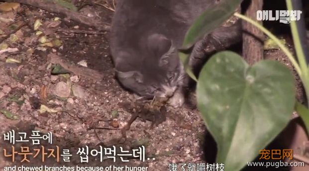 她不知妈妈死了，把捡到的肉喂给妈妈，自己胃里全是石头···-7.jpeg